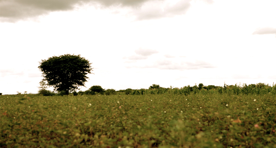 cotton field