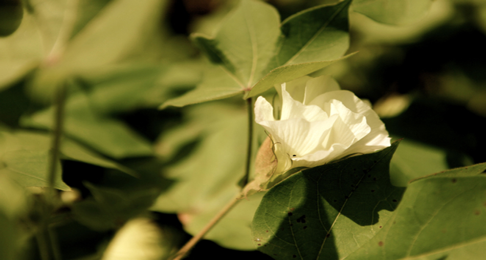 cotton flower