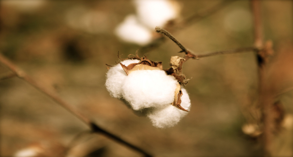 cotton plant