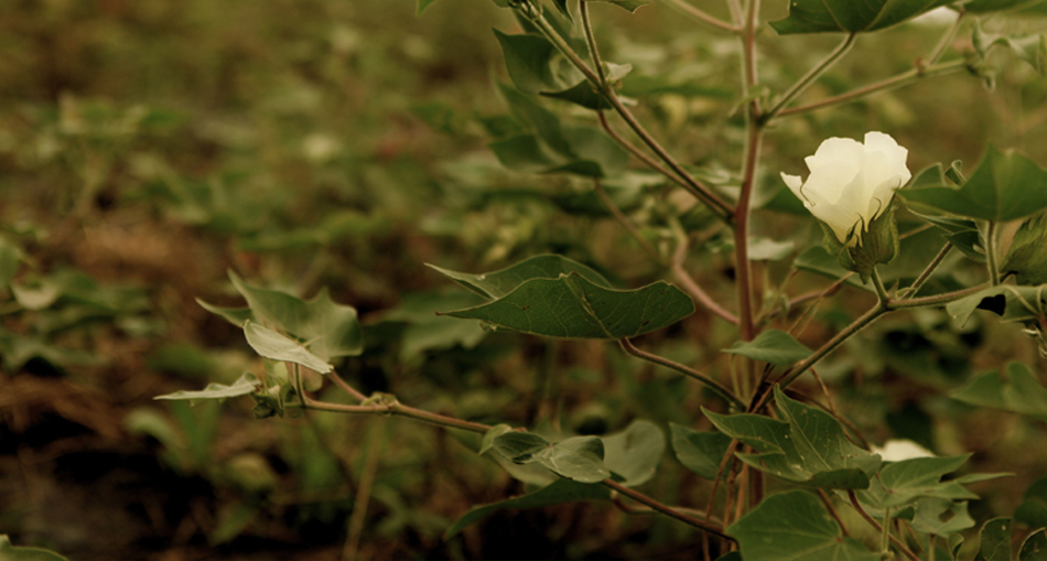 cottonplants